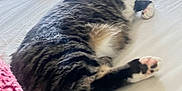 Arlo joined the competition — help win amazing prizes! cat, bed, yawning, sleeping, indoor, window, feline, pet, resting, fur, tabby, black_and_white, cozy, relaxed, animal, domestic, cute, home, lazy, sunlight
