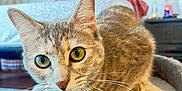 Arlo joined the competition — help win amazing prizes! animal, bedroom, cat, close_up, cozy, curious, cute, domestic, feline, fluffy, home, indoor, looking, perch, pet, portrait, soft, tabby, whiskers, yellow_eyes