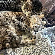 Arlo is registered to the contest to win money with this photo: cat, feline, sleeping, snuggling, cozy, quilt, fur, pets, domestic_animal, resting, cute, whiskers, ears, closed_eyes, comfort, indoor, bed, soft, animal, companionship