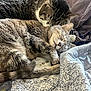 cat, feline, sleeping, snuggling, cozy, quilt, fur, pets, domestic_animal, resting, cute, whiskers, ears, closed_eyes, comfort, indoor, bed, soft, animal, companionship