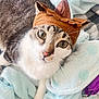 Arlo is registered to the contest to win money with this photo: cat, pet, animal, feline, hat, costume, blanket, soft, indoor, cute, green_eyes, whiskers, fur, tabby, white_paws, resting, closeup, cozy, playful, curious