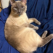 Sebastian is registered to the contest to win money with this photo: cat, siamese_cat, pet, animal, blue_eyes, fur, whiskers, ears, paw, blanket, bed, domestic_cat, feline, relaxed, lying_down, indoor, cute, resting, collar, portrait