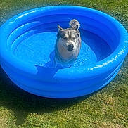 Ruby a rejoint le concours — aidez-le/la à gagner de superbes lots ! dog, inflatable_pool, water, grass, outdoor, sunny, pet, canine, summer, blue, animal, recreation, fun, daylight, nature, relaxation, park, shallow_water, playful, sunlight