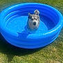 dog, inflatable_pool, water, grass, outdoor, sunny, pet, canine, summer, blue, animal, recreation, fun, daylight, nature, relaxation, park, shallow_water, playful, sunlight