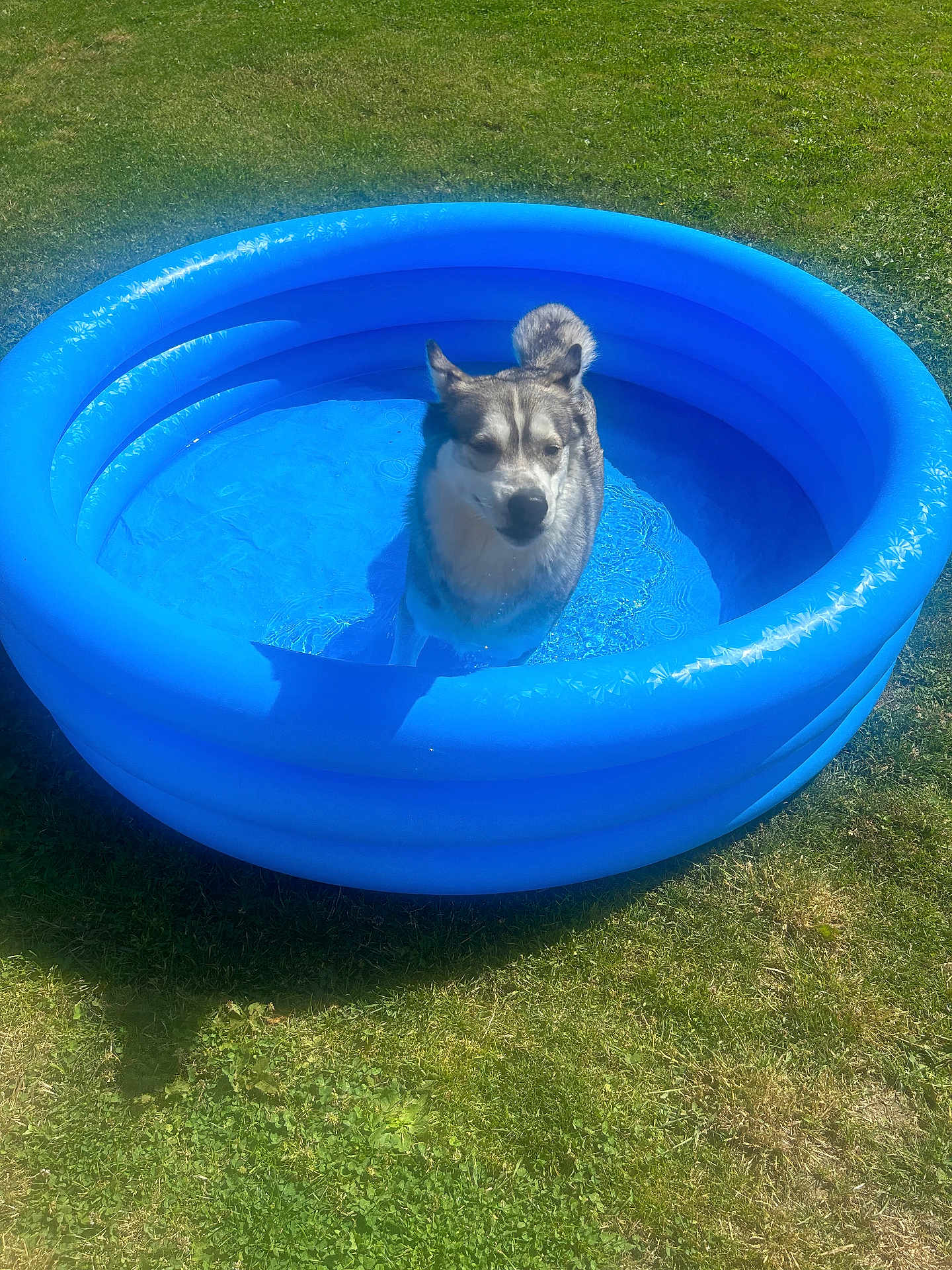 Ruby a rejoint le concours — aidez-le/la à gagner de superbes lots ! dog, inflatable_pool, water, grass, outdoor, sunny, pet, canine, summer, blue, animal, recreation, fun, daylight, nature, relaxation, park, shallow_water, playful, sunlight