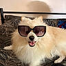 dog, white_dog, fluffy, sunglasses, smiling, open_mouth, indoors, bed, bedroom, pillow, bedding, headboard, pet, canine, long_fur, portrait, fashion, funny, relaxed, photography