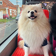 Yrow a rejoint le concours — aidez-le/la à gagner de superbes lots ! dog, pomeranian, fluffy, white_fur, small_dog, sitting, bus, public_transport, bus_seat, red_seat, window, urban, neighborhood, street, vehicle, pet, collar, happy, open_mouth, portrait