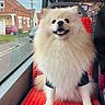 dog, pomeranian, fluffy, white_fur, small_dog, sitting, bus, public_transport, bus_seat, red_seat, window, urban, neighborhood, street, vehicle, pet, collar, happy, open_mouth, portrait