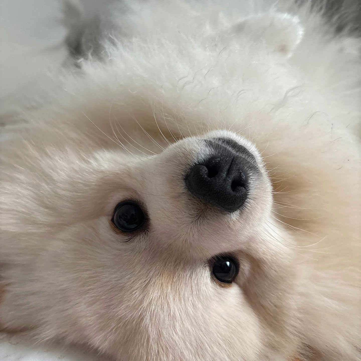 Yrow a rejoint le concours — aidez-le/la à gagner de superbes lots ! puppy, dog, fluffy, cream_colored, close_up, portrait, black_nose, shiny_eyes, fur, pet, cute, adorable, indoor, blanket, floral_pattern, lying_down, upside_down, face, whiskers, animal