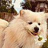dog, puppy, fluffy, cream_colored, white, daisy, flower, holding_flower, outdoor, backyard, garden, grass, trees, fence, playhouse, portrait, close_up, pet, cute, nature