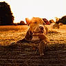 Akira a rejoint le concours — aidez-le/la à gagner de superbes lots ! puppy, dog, hay, sunset, outdoor, animal, field, nature, golden_hour, cute, pet, bale, grass, sunlight, mammal, collar, resting, young, rural, warm_light