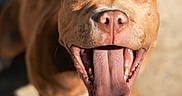 Akira a rejoint le concours — aidez-le/la à gagner de superbes lots ! dog, tongue, happy, pet, canine, close_up, outdoor, sunlight, playful, brown_dog, animal, smiling, ears, nose, mouth, paw, shadow, background_blur, daylight, joyful