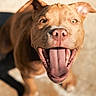 dog, tongue, happy, pet, canine, close_up, outdoor, sunlight, playful, brown_dog, animal, smiling, ears, nose, mouth, paw, shadow, background_blur, daylight, joyful