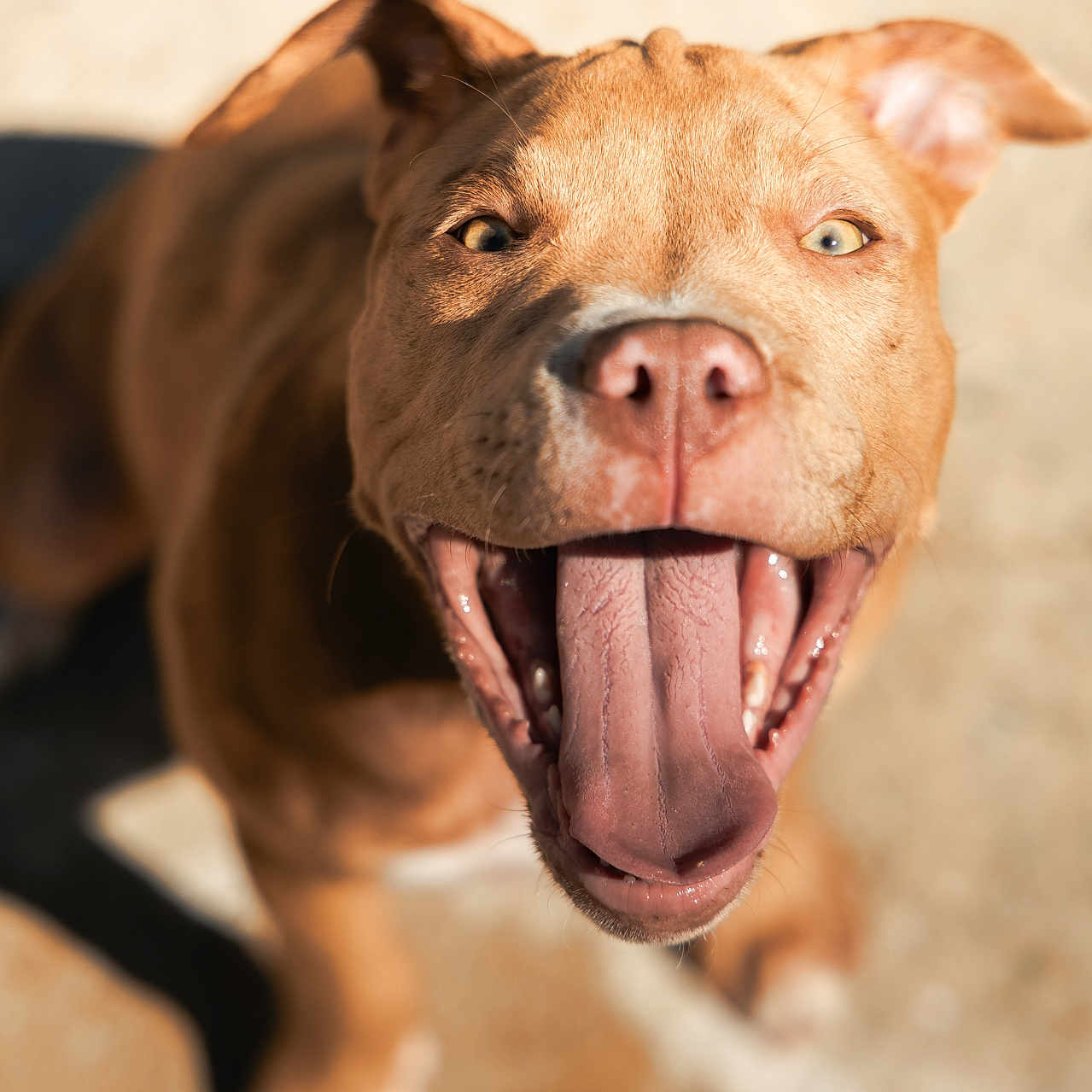 Akira a rejoint le concours — aidez-le/la à gagner de superbes lots ! dog, tongue, happy, pet, canine, close_up, outdoor, sunlight, playful, brown_dog, animal, smiling, ears, nose, mouth, paw, shadow, background_blur, daylight, joyful