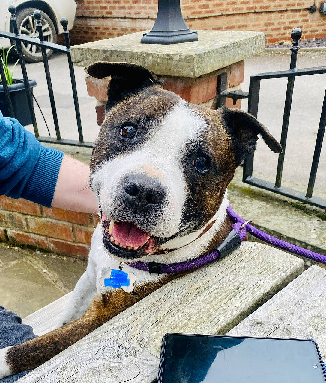 Dodger joined the competition — help win amazing prizes! canidae, carnivore, collar, companion_dog, dog, dog_breed, dog_collar, fashion_accessory, fawn, fence, leash, metal, pet_supply, snout, sporting_group, tire, wheel, whiskers, window, working_animal