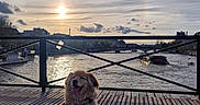 Max participe au concours pour gagner de l'argent avec cette photo : animal, bridge, calm, canine, cityscape, clouds, dog, evening, fence, golden_retriever, happy, nature, outdoor, pet, river, sky, smiling, sunset, water, wooden_deck