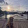 Max participe au concours pour gagner de l'argent avec cette photo : dog, golden_retriever, river, wooden_deck, sunset, sky, clouds, bridge, cityscape, water, outdoor, happy, pet, canine, fence, evening, nature, calm, animal, smiling