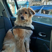 Max a rejoint le concours — aidez-le/la à gagner de superbes lots ! dog, car_interior, window, reflection, person, harness, seat, urban, building, door, glass, sunlight, side_view, animal, pet, street, vehicle, portrait, daylight, happy