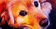 Max participe au concours pour gagner de l'argent avec cette photo : dog, puppy, golden_retriever, close_up, fur, eyes, nose, pet, animal, canine, cute, portrait, muzzle, looking, young, head, fluffy, domestic_animal, whiskers, expression