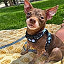 Churro joined the competition — help win amazing prizes! animal, blanket, brown_dog, canine, closeup, cute, daytime, dog, ears, grass, harness, leash, nature, outdoor, park, pet, sitting, small_dog, sunflower_pattern, sunny