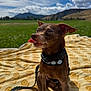 dog, small_dog, brown_dog, tongue_out, collar, leash, blanket, sunflower_pattern, outdoor, field, grass, mountains, sky, clouds, pet, animal, playful, sunny, nature, sitting