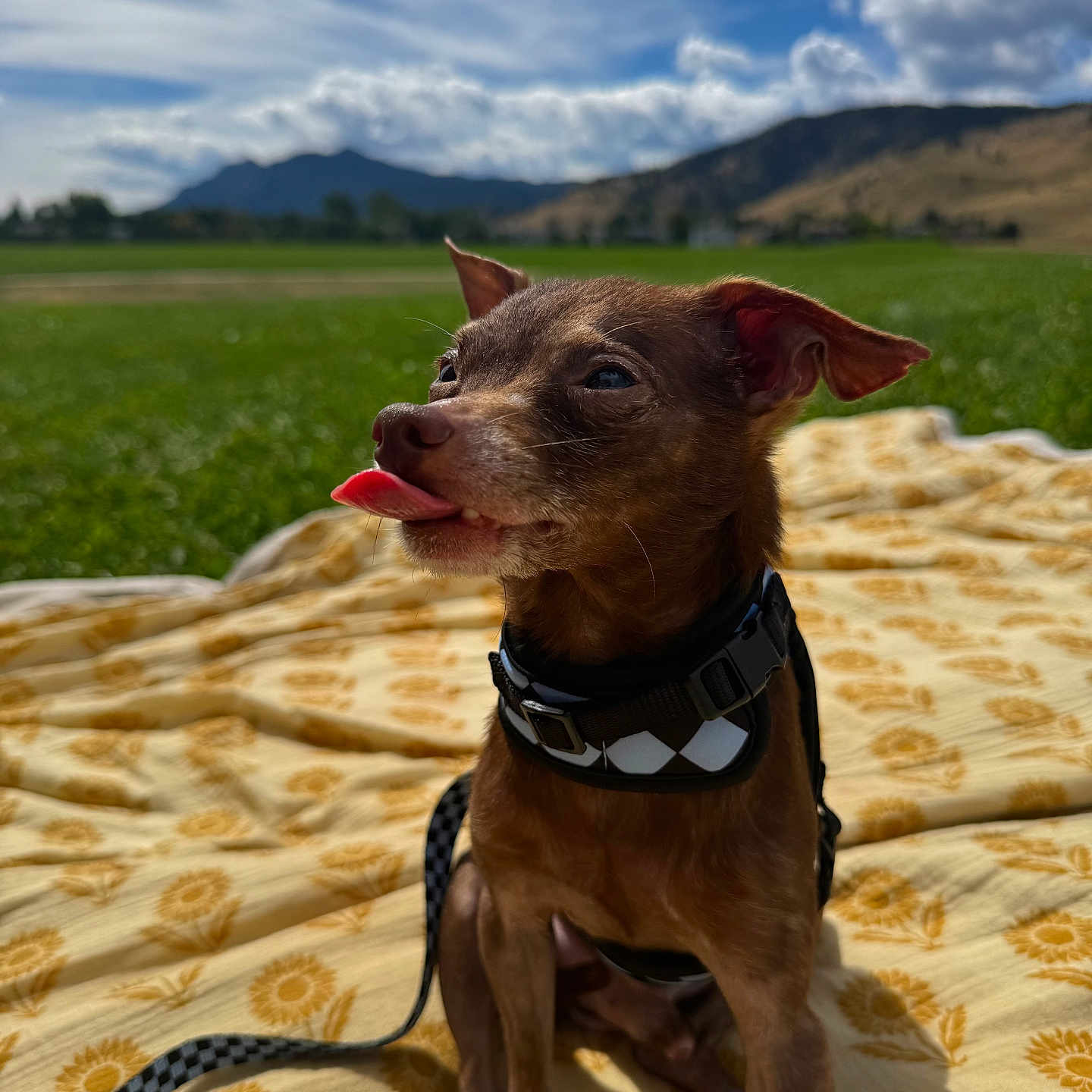 Churro joined the competition — help win amazing prizes! animal, blanket, brown_dog, clouds, collar, dog, field, grass, leash, mountains, nature, outdoor, pet, playful, sitting, sky, small_dog, sunflower_pattern, sunny, tongue_out