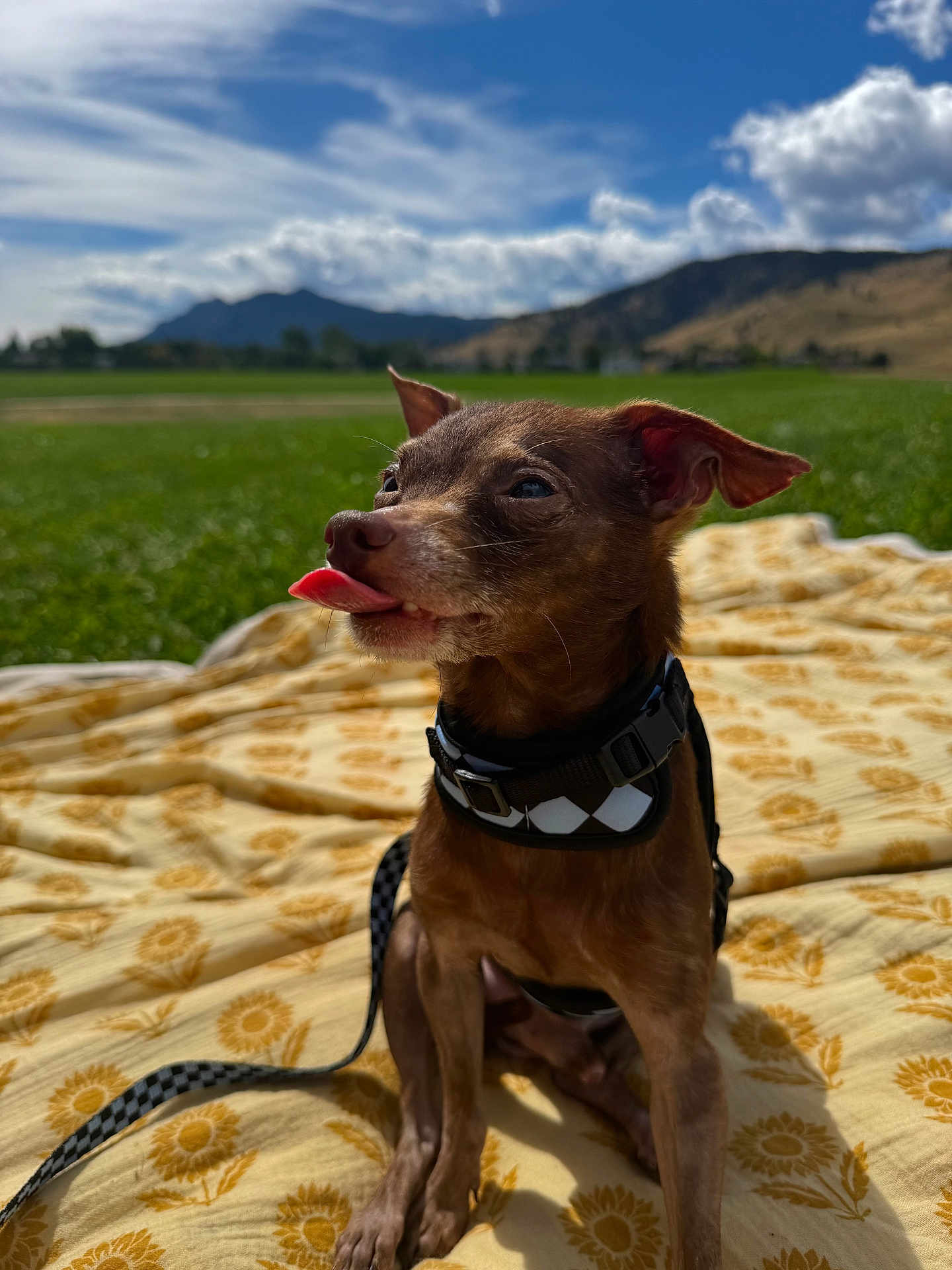 Churro joined the competition — help win amazing prizes! dog, small_dog, brown_dog, tongue_out, collar, leash, blanket, sunflower_pattern, outdoor, field, grass, mountains, sky, clouds, pet, animal, playful, sunny, nature, sitting