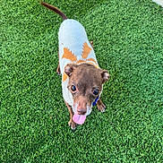 Churro joined the competition — help win amazing prizes! animal, artificial_grass, brown_dog, canine, clothing, collar, companion, cute, dog, ears, fur, grass, looking_up, outdoor, pet, playful, small_dog, sweater, tail, tongue_out