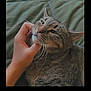 Spot is registered to the contest to win money with this photo: cat, tabby_cat, hand, scratching, chin, pet, feline, whiskers, fur, green_blanket, resting, content, close_up, indoor, cozy, animal, cute, relaxing, soft_texture, sleepy