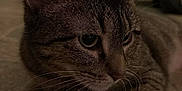 Spot is registered to the contest to win money with this photo: cat, tabby, indoor, floor, tile, animal, pet, whiskers, close_up, fur, ears, eyes, nose, resting, looking, domestic, background, kitchen, calm, curious