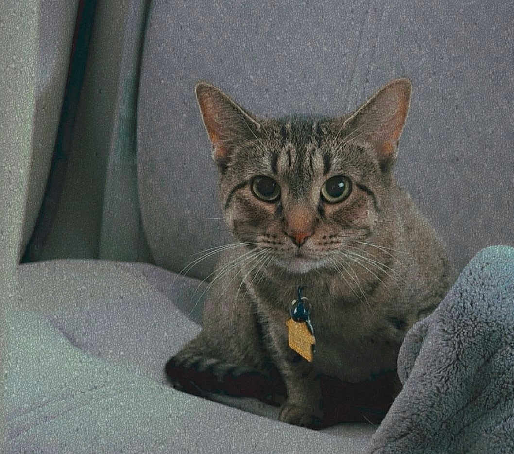 Spot