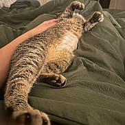 Spot joined the competition — help win amazing prizes! cat, pet, bed, blanket, stretching, paws, fur, relaxation, indoor, hand, comfort, sleeping, cozy, domestic, tabby, animal, mammal, whiskers, claws, resting