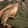 cat, pet, bed, blanket, stretching, paws, fur, relaxation, indoor, hand, comfort, sleeping, cozy, domestic, tabby, animal, mammal, whiskers, claws, resting
