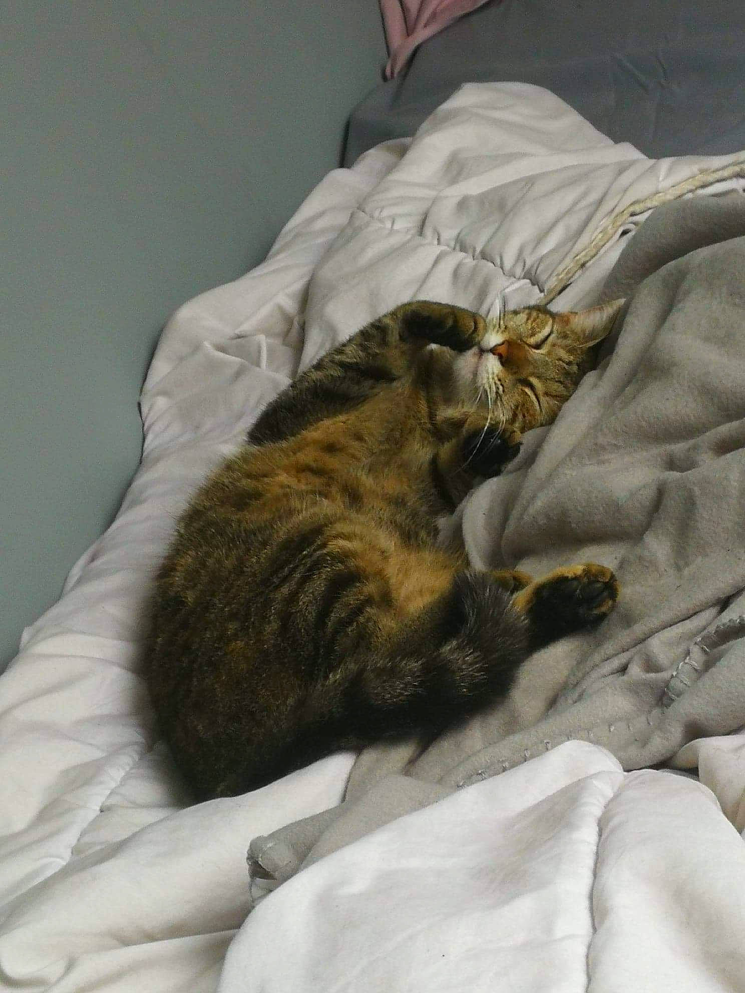 Chealsy participe au concours pour gagner de l'argent avec cette photo : asian, bed, carnivore, cat, claw, comfort, domestic_short_haired_cat, dragon_li, european_shorthair, felidae, fur, furniture, kitten, nap, norwegian_forest_cat, room, sleep, small_to_medium_sized_cats, tabby_cat, whiskers