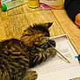 kitten, cat, tabby, paper, pen, table, wooden_table, glass, box, stack_of_papers, person, arm, clutter, indoor, study, numbers, playing, feline, brown, striped