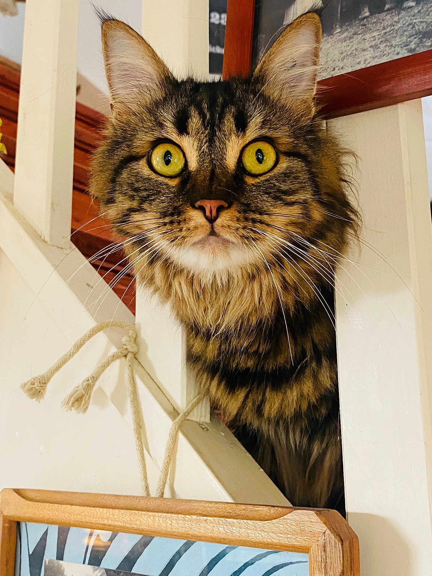 Milou a rejoint le concours — aidez-le/la à gagner de superbes lots ! cat, tabby, yellow_eyes, fur, whiskers, indoor, wooden_railing, curious, peeking, close_up, pet, animal, portrait, feline, house, framed_picture, rope, cozy, domestic, focused