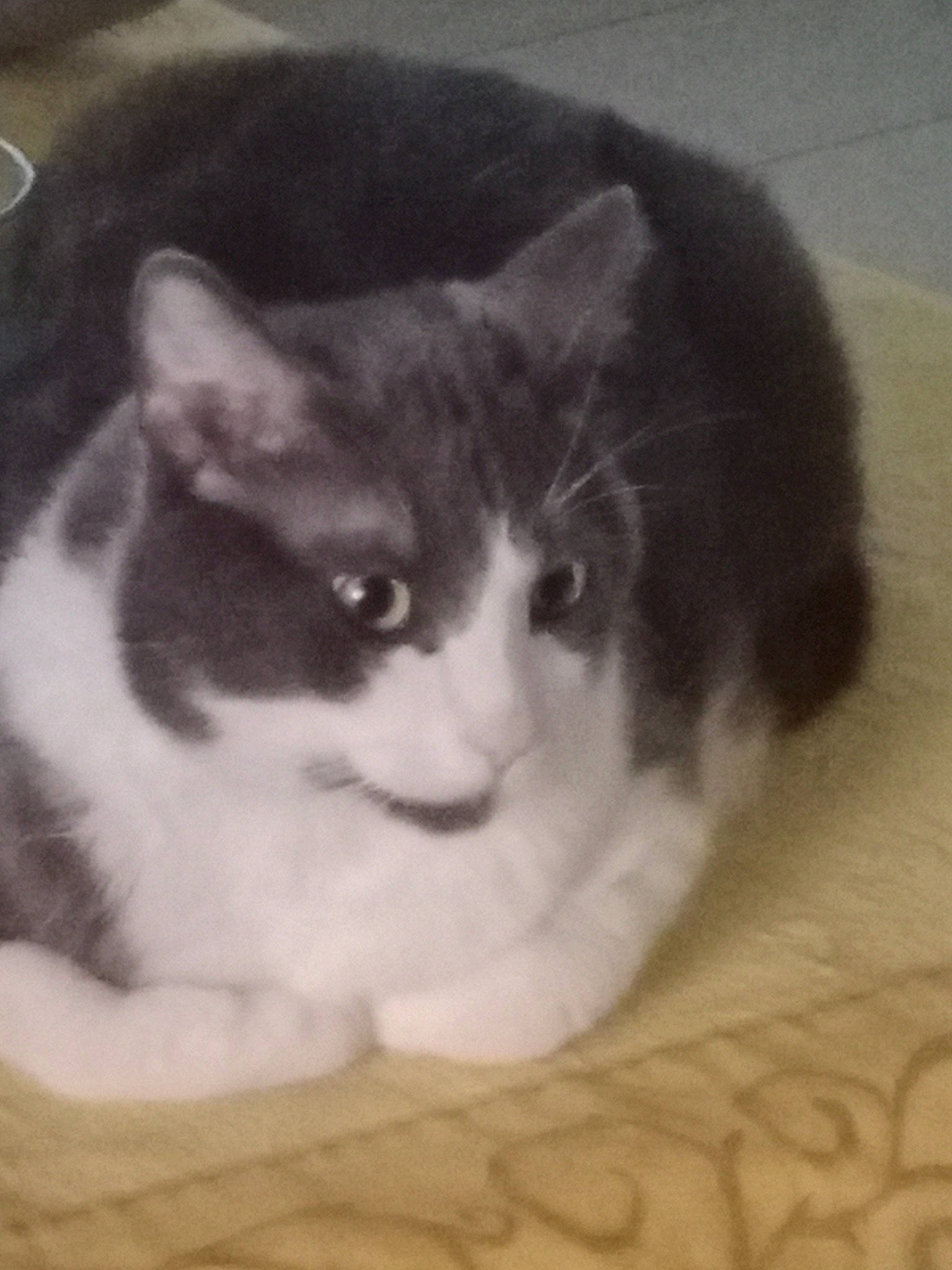 Omalet participe au concours pour gagner de l'argent avec cette photo : carnivore, cat, cat_supply, comfort, curious, domestic_short_haired_cat, felidae, flooring, fur, paw, pet_supply, small_to_medium_sized_cats, snout, tail, terrestrial_animal, whiskers, window