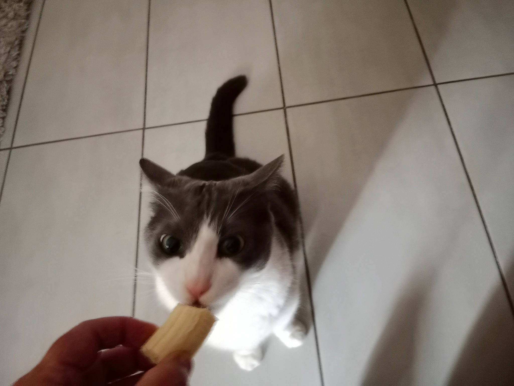 Omalet a rejoint le concours — aidez-le/la à gagner de superbes lots ! carnivore, cat, domestic_short_haired_cat, eyelash, felidae, flooring, foot, formal_wear, fur, monochrome_photography, moustache, paper, paper_product, paw, small_to_medium_sized_cats, snout, tail, tile, tile_flooring, whiskers