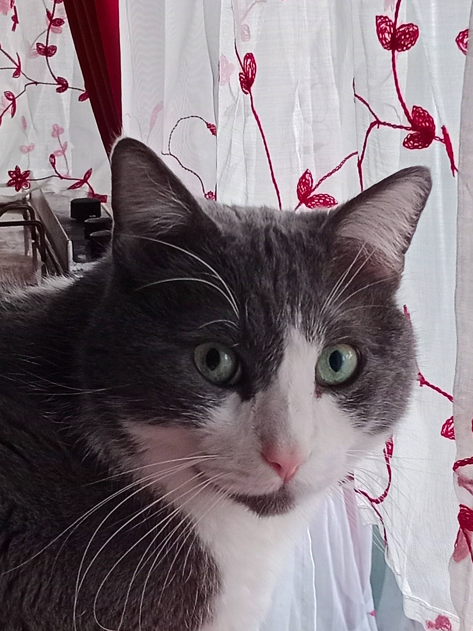 Omalet participe au concours pour gagner de l'argent avec cette photo : art, carnivore, cat, creative_arts, curtain, domestic_short_haired_cat, felidae, fur, paper_product, pattern, paw, picture_frame, rectangle, small_to_medium_sized_cats, snout, square, tail, whiskers, window