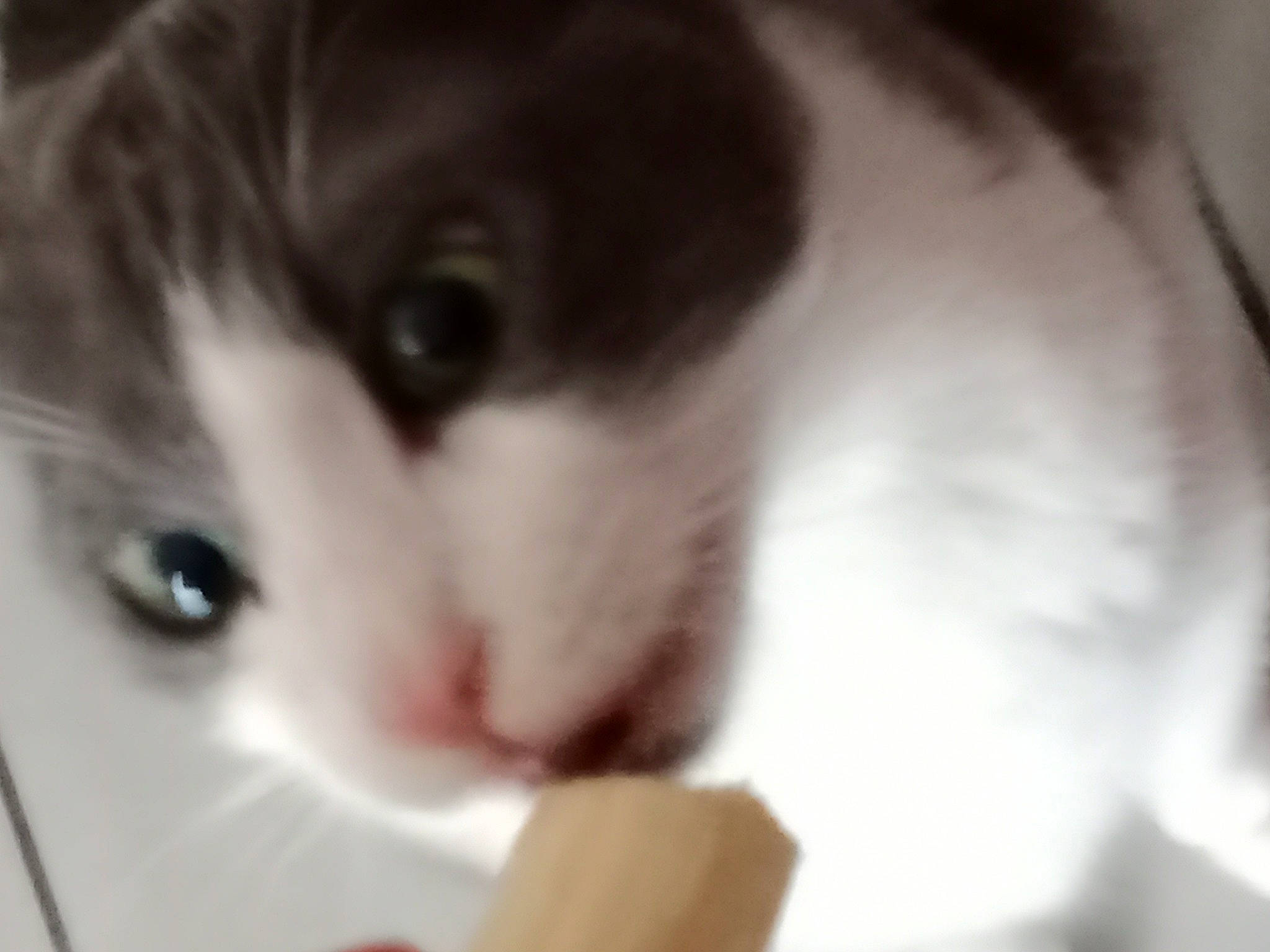 Omalet a rejoint le concours — aidez-le/la à gagner de superbes lots ! carnivore, cat, domestic_short_haired_cat, eyelash, felidae, fur, monochrome_photography, small_to_medium_sized_cats, snout, terrestrial_animal, whiskers