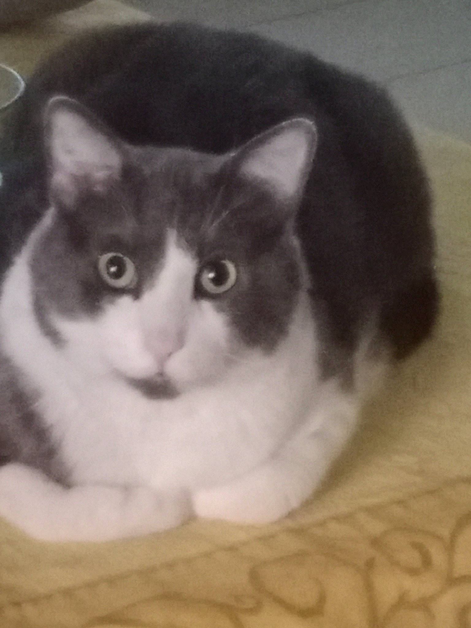 Omalet participe au concours pour gagner de l'argent avec cette photo : carnivore, cat, cup, curious, domestic_short_haired_cat, felidae, fur, paw, serveware, small_to_medium_sized_cats, snout, tableware, tail, terrestrial_animal, whiskers, window