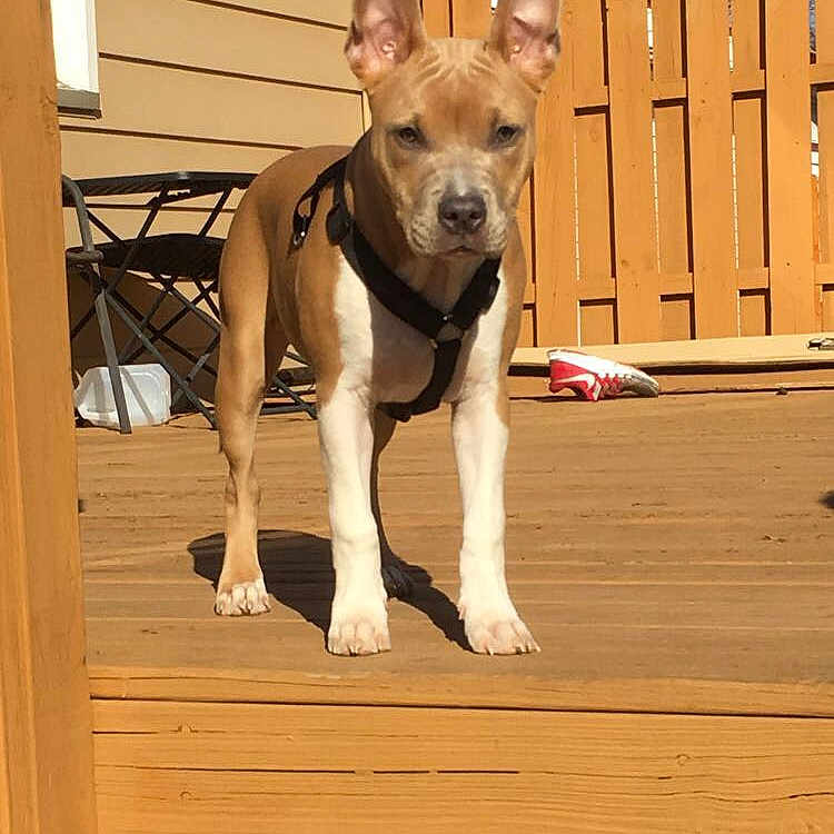 Aiko is registered to the contest to win money with this photo: basenji, canidae, carnivore, carolina_dog, dog, dog_breed, fawn, feist, mammal, non_sporting_group, puppy, snout, vertebrate