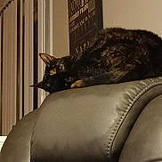 Snickers joined the competition — help win amazing prizes! animal, blinds, calm, cat, chair, cozy, domestic, evening, furniture, home, indoor, leather, pet, quiet, relaxing, resting, sleeping, tortoiseshell, wall_art, window