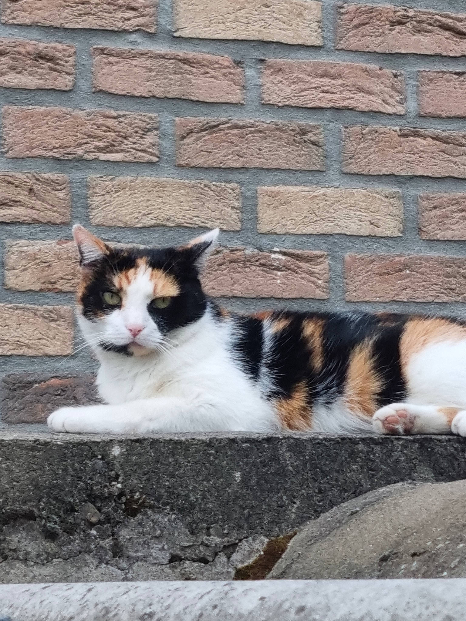 Chanel a rejoint le concours — aidez-le/la à gagner de superbes lots ! brick, brickwork, carnivore, cat, domestic_short_haired_cat, eye, felidae, fur, grass, grey, line, mammal, sitting, small_to_medium_sized_cats, snout, tail, tree, wall, whiskers, window