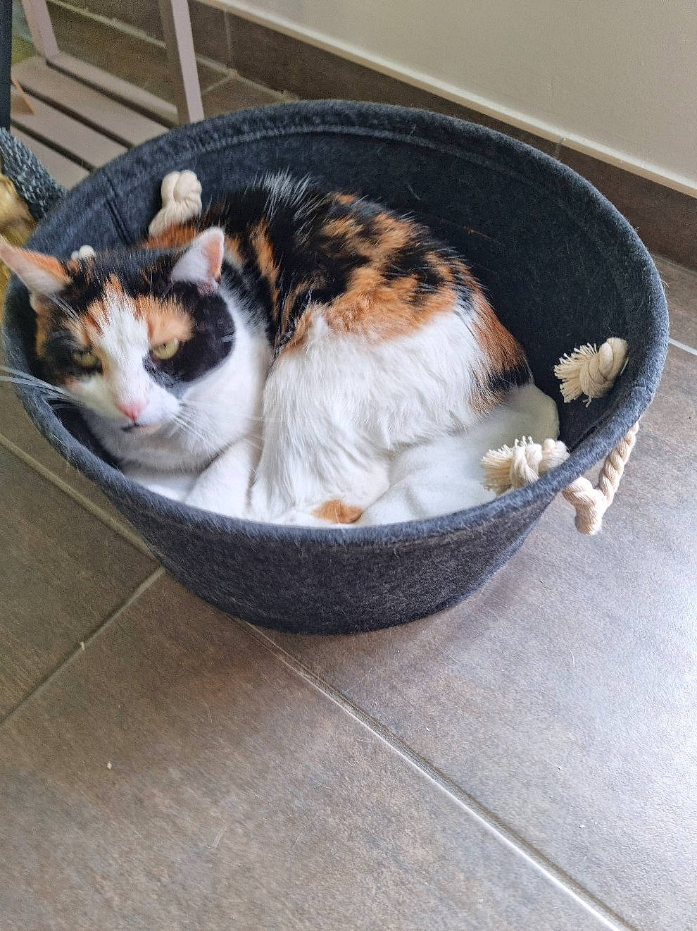 Chanel a rejoint le concours — aidez-le/la à gagner de superbes lots ! bowl, box, carnivore, cat, cat_supply, claw, comfort, domestic_short_haired_cat, felidae, fur, ingredient, paw, pet_supply, sitting, small_to_medium_sized_cats, snout, tail, whiskers, window, wood