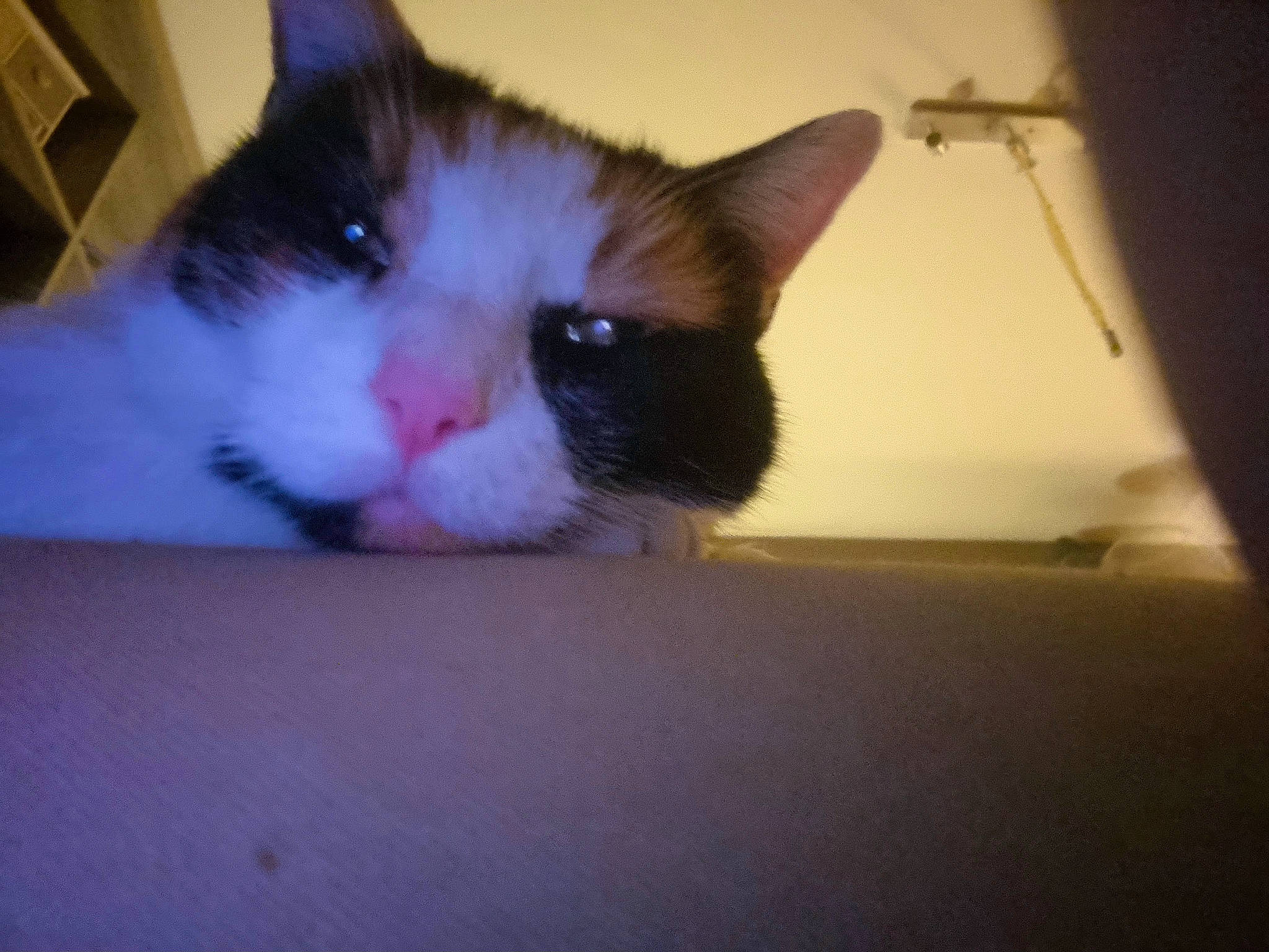 Chanel a rejoint le concours — aidez-le/la à gagner de superbes lots ! box, carnivore, cat, comfort, domestic_short_haired_cat, eye, felidae, foot, fur, head, human_body, paw, small_to_medium_sized_cats, snout, tail, tints_and_shades, whiskers