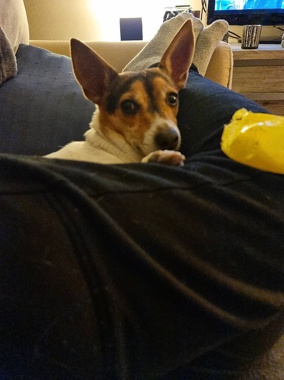 Balou participe au concours pour gagner de l'argent avec cette photo : blanket, cardigan_welsh_corgi, carnivore, comfort, companion_dog, computer_keyboard, couch, dog, dog_breed, fawn, flooring, fur, herding_dog, linens, room, snout, sporting_group, television, welsh_corgi, whiskers