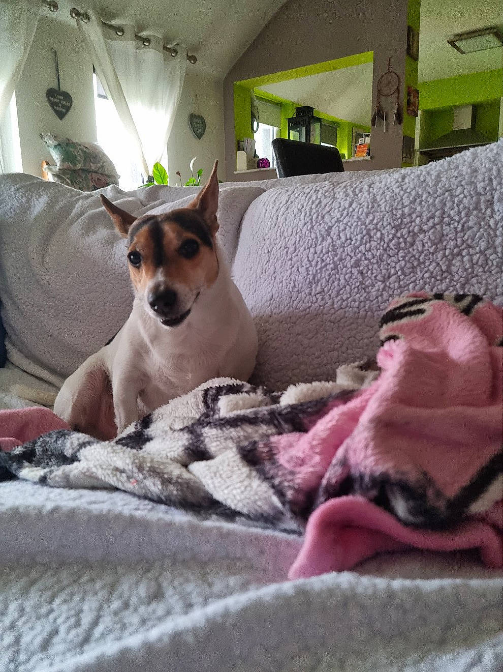 Balou a rejoint le concours — aidez-le/la à gagner de superbes lots ! bed, bedding, carnivore, collar, comfort, companion_dog, couch, dog, dog_breed, fawn, fur, houseplant, linens, nap, puppy, room, snout, toy_dog, whiskers, working_animal