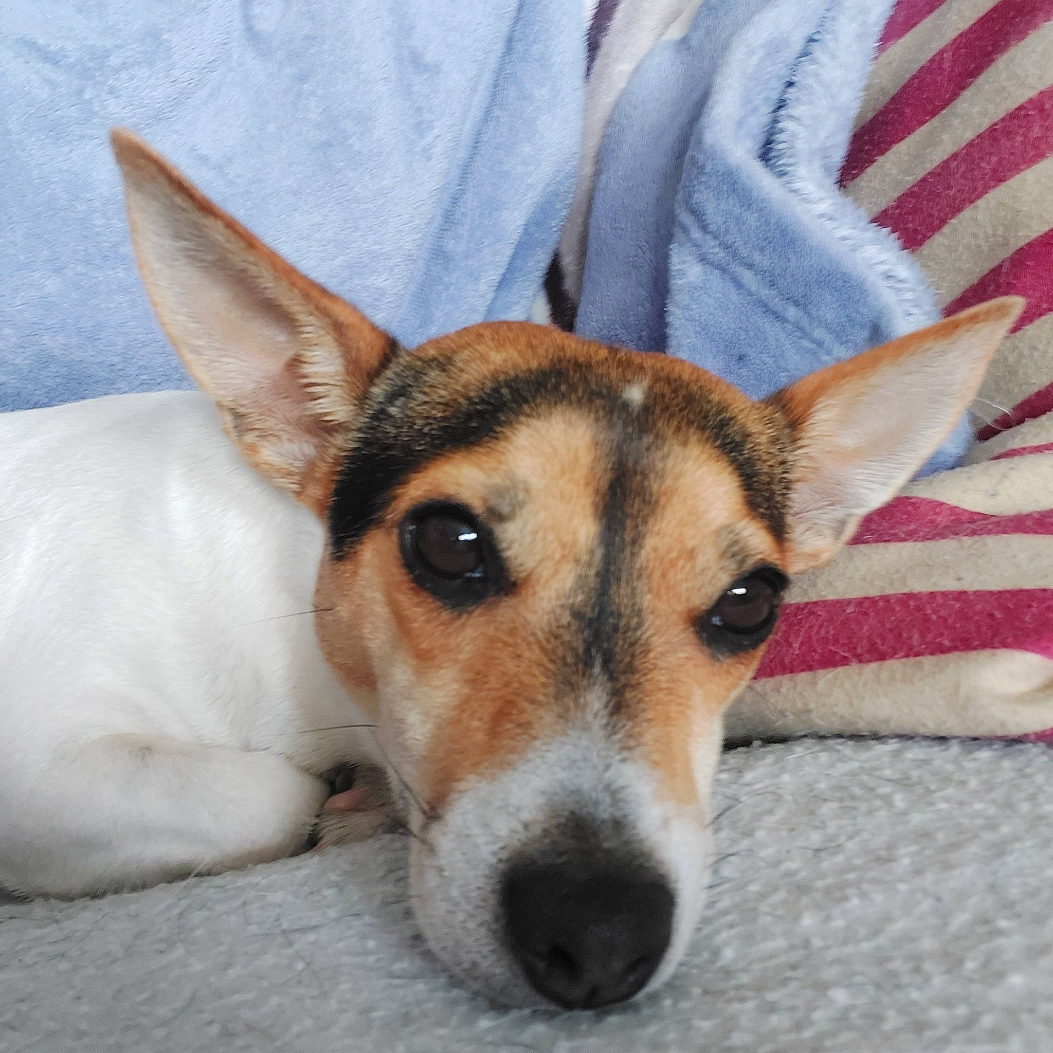 Balou a rejoint le concours — aidez-le/la à gagner de superbes lots ! ancient_dog_breeds, canidae, carnivore, comfort, companion_dog, dog, dog_breed, eye, fawn, fur, linens, mammal, snout, sporting_group, terrestrial_animal, whiskers, wildlife, working_animal