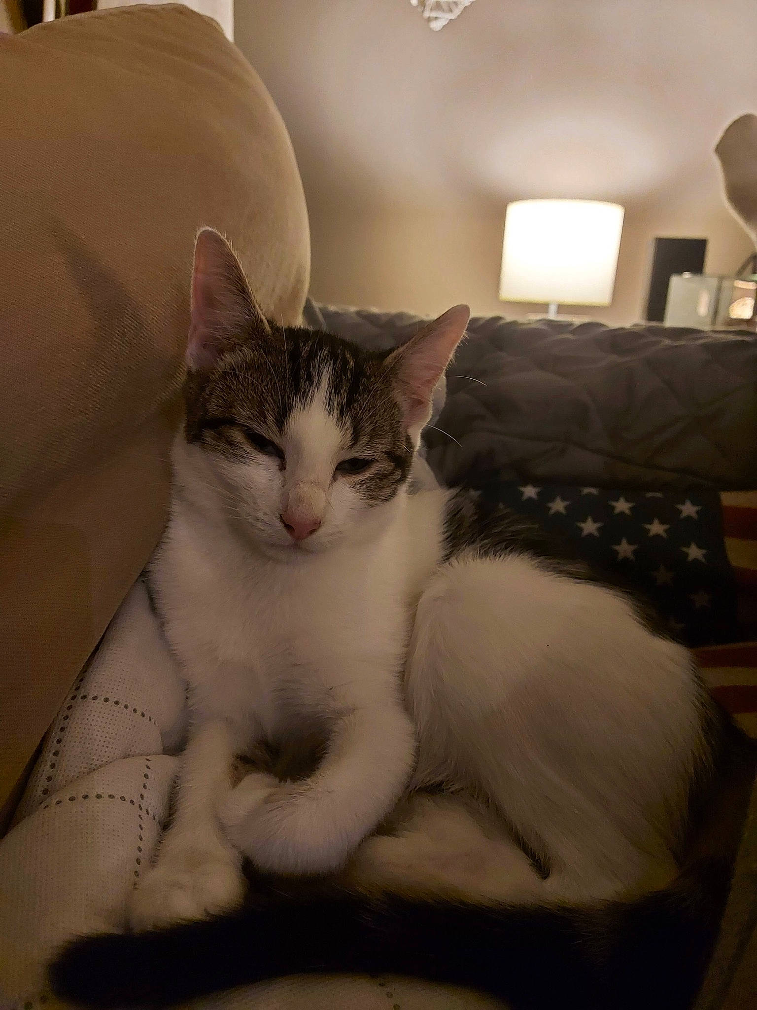 Lola a rejoint le concours — aidez-le/la à gagner de superbes lots ! carnivore, cat, comfort, domestic_short_haired_cat, felidae, fur, lamp, lampshade, light_fixture, lighting, linens, nap, paw, room, sitting, small_to_medium_sized_cats, snout, tail, whiskers, window